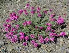 Oxytropis floribunda