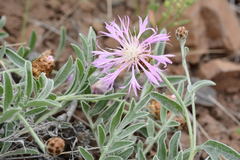 Psephellus turgaicus