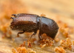 Pityogenes bidentatus