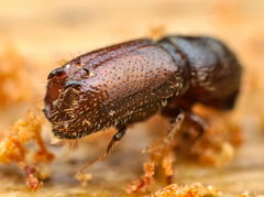 Pityogenes bidentatus