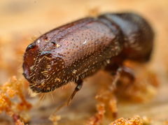 Pityogenes bidentatus