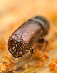 Pityogenes bidentatus