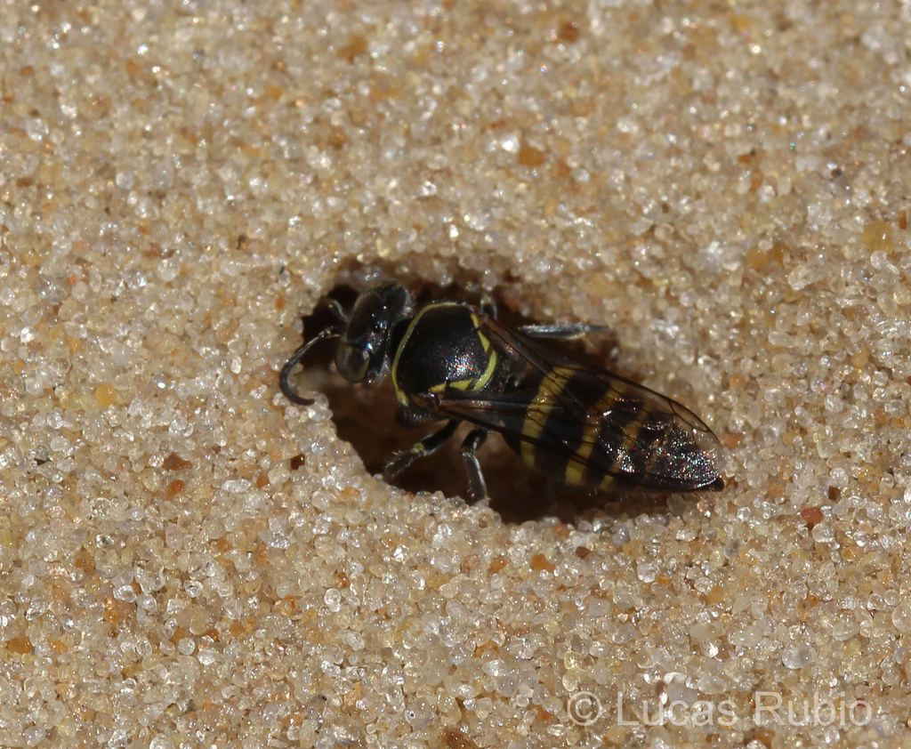 Bembecinus quinquespinosus