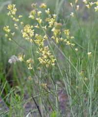 Sisymbrium polymorphum