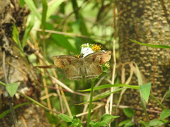 Odontoptilum angulata