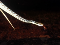 Dendrelaphis pictus