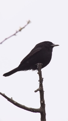 Knipolegus hudsoni