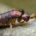 Tomocerinae - Photo 由 Gilles San Martin 所上傳的 (c) Gilles San Martin，保留部份權利CC BY-SA