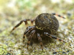 Dipoena melanogaster