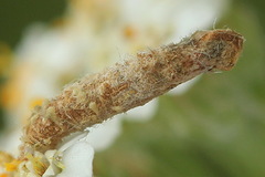 Coleophora argentula