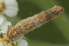 Coleophora argentula