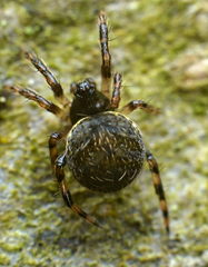 Dipoena melanogaster