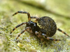 Dipoena melanogaster