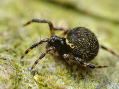 Dipoena melanogaster