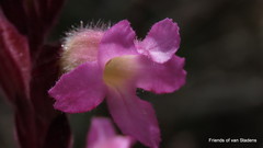Harveya pauciflora