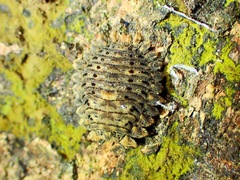 Brachypsectridae