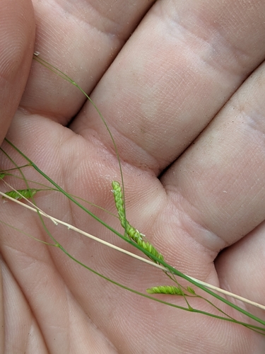 Bunch cutgrass (Leersia monandra)