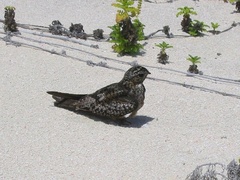 Chordeiles gundlachii