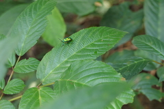 Chrysocoris purpureus