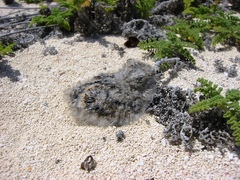 Chordeiles gundlachii