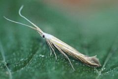 Coleophora lixella