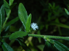 Pseudelephantopus spicatus