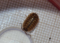 Porcellio monticola