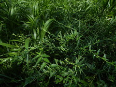 Pseudelephantopus spicatus