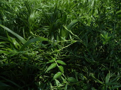 Pseudelephantopus spicatus