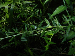 Pseudelephantopus spicatus