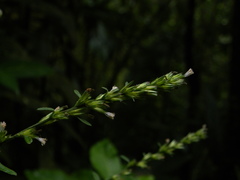 Pseudelephantopus spicatus