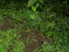 Pseudelephantopus spicatus