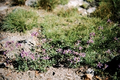Penstemon heterodoxus heterodoxus
