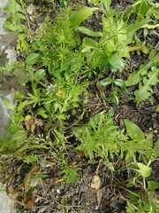 Galium aparine