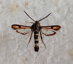 Bembecia fokidensis