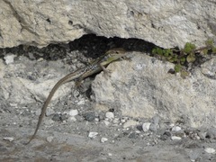 Ophisops elegans schlueteri