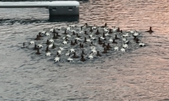 Somateria mollissima