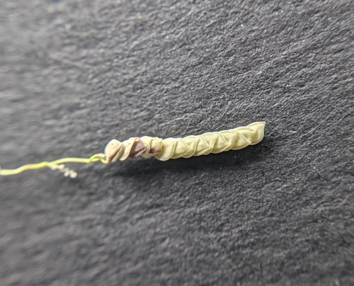 Image of Leersia monandra by (c) Cleveland Powell, some rights reserved (CC BY)