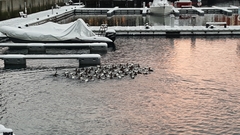 Somateria mollissima