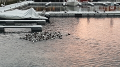 Somateria mollissima