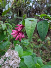 Cestrum elegans
