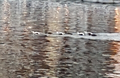 Somateria mollissima