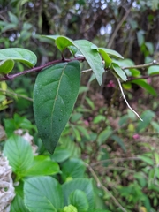 Cestrum elegans