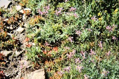 Penstemon heterodoxus heterodoxus