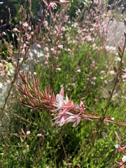 Oenothera lindheimeri