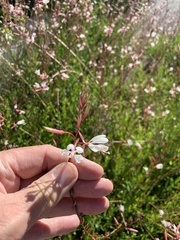 Oenothera lindheimeri
