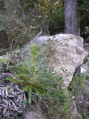 Ptilostemon casabonae