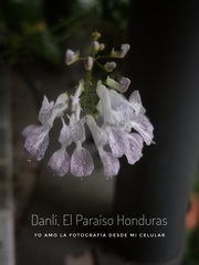 Plectranthus verticillatus