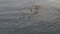 Somateria mollissima