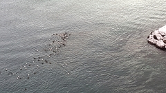 Somateria mollissima